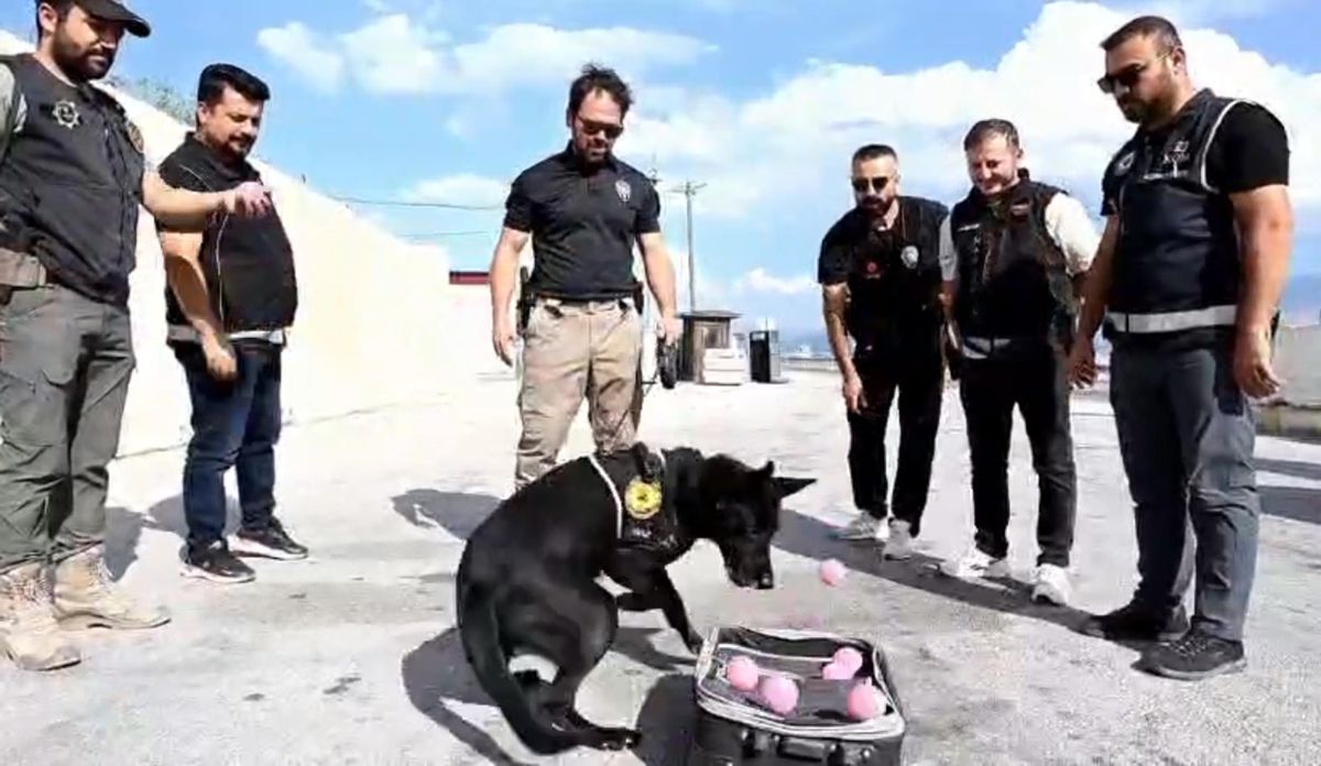 Narkotik köpek Naz emekli oldu: Duygusal veda