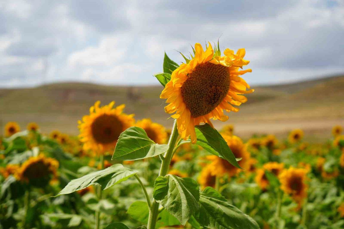 Erzincan'da Ayçiçeği Tarlaları Görsel Şölen Sunuyor