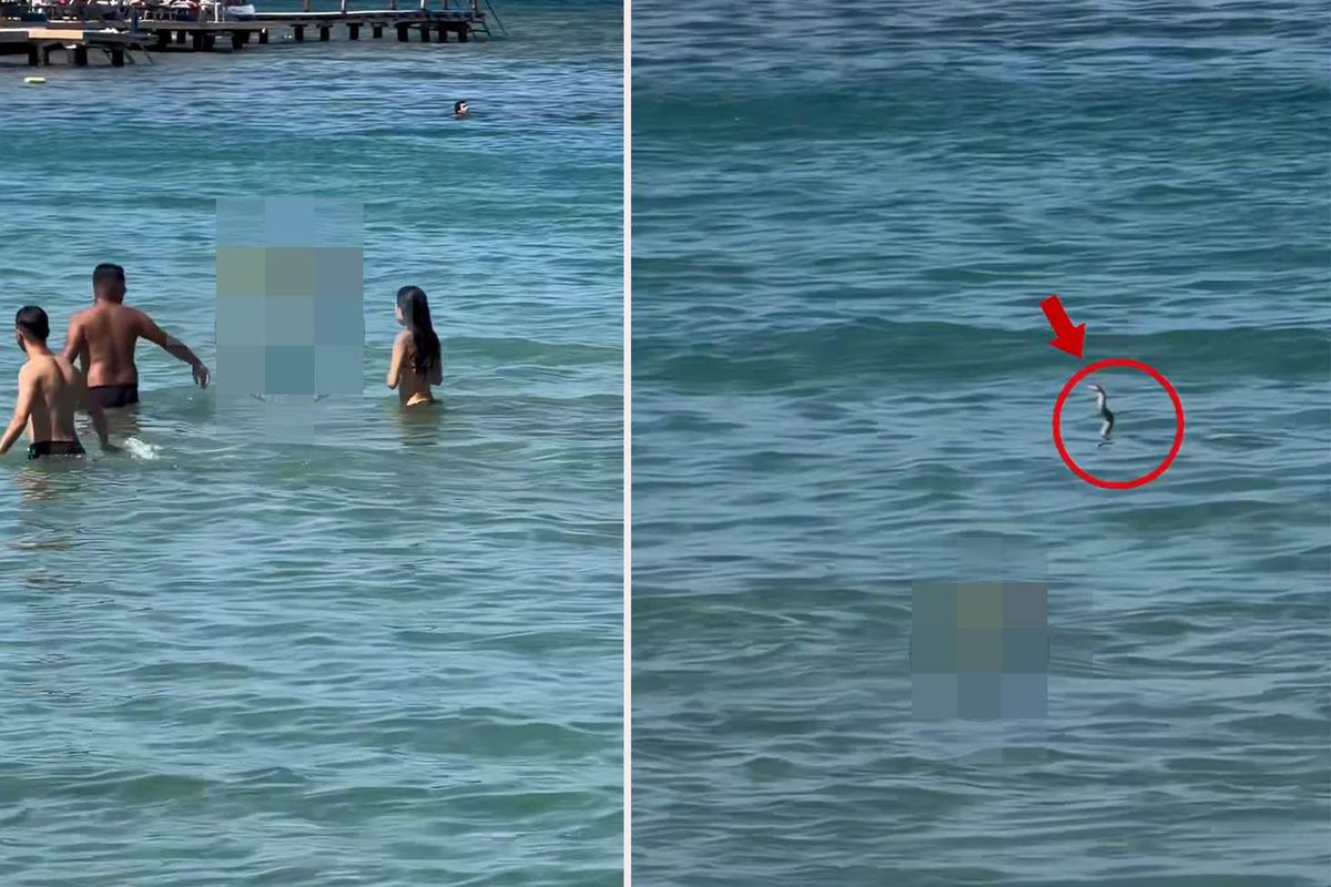 İzmir'de gergin anlar! Yılanı görenler denizden hemen dışarı çıktı