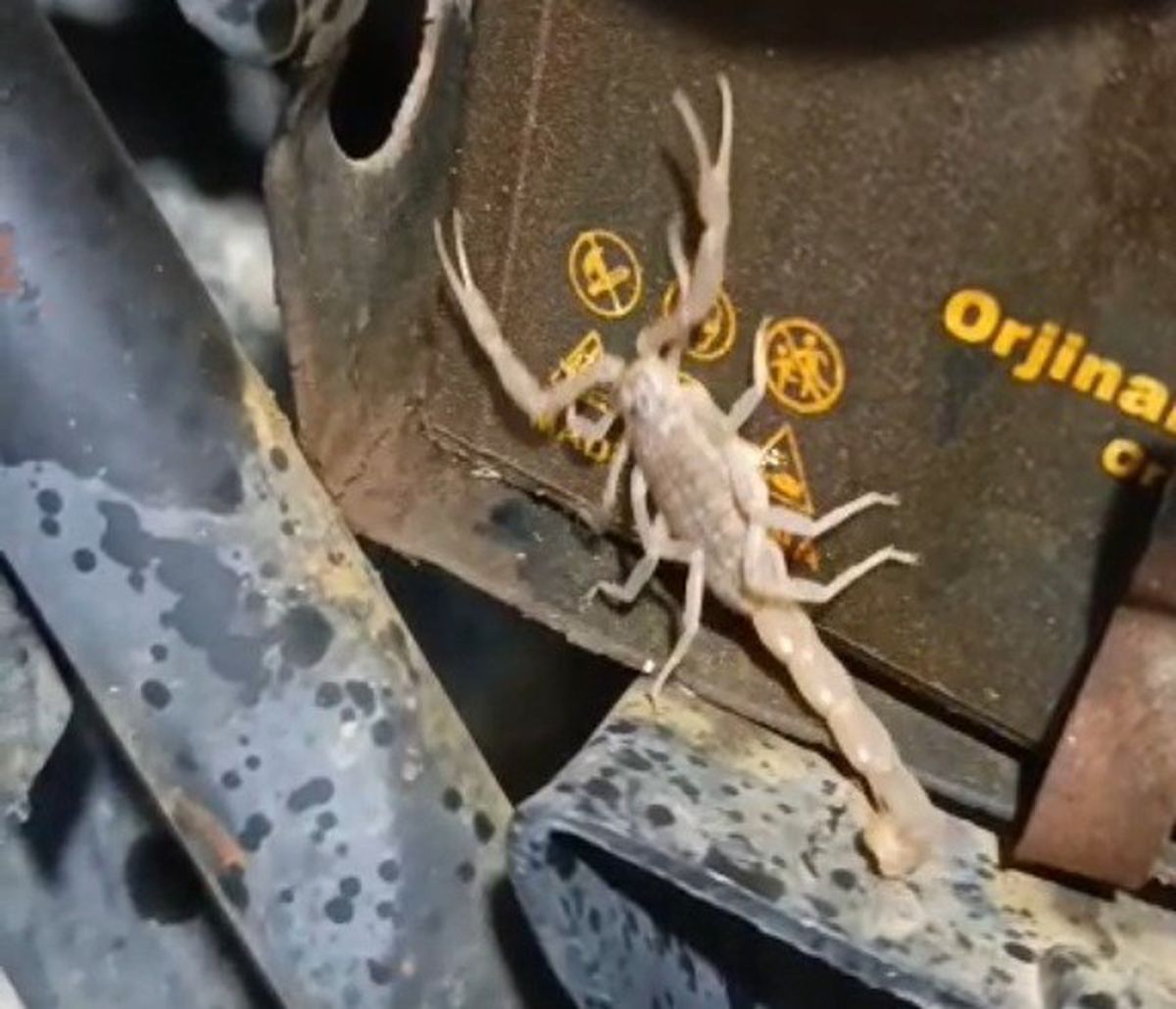 Malatya'da Motosiklet Servisinde Sürpriz: Motor Bloğundan Akrep Çıktı