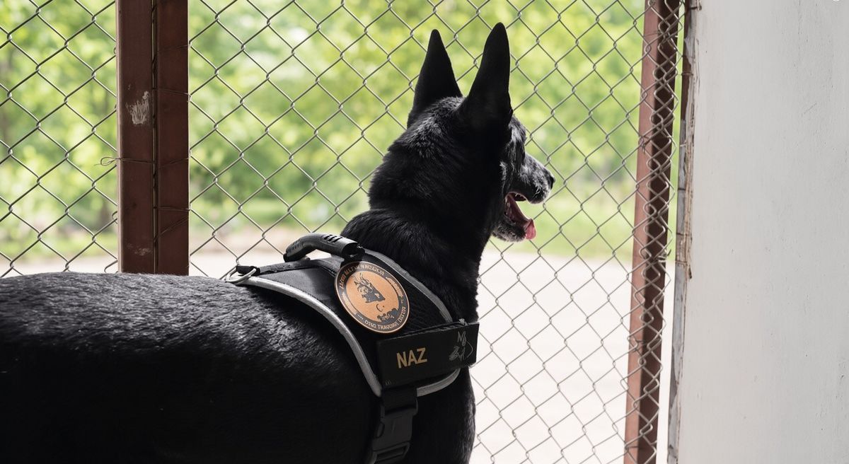 Narkotik köpeği Naz emekli oldu