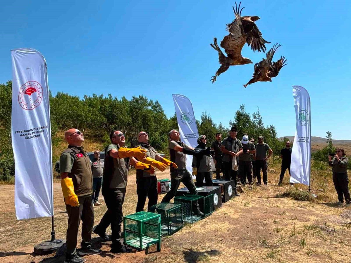 Nemrut Kalderası'nda Yırtıcı Kuşlar Doğaya Salındı