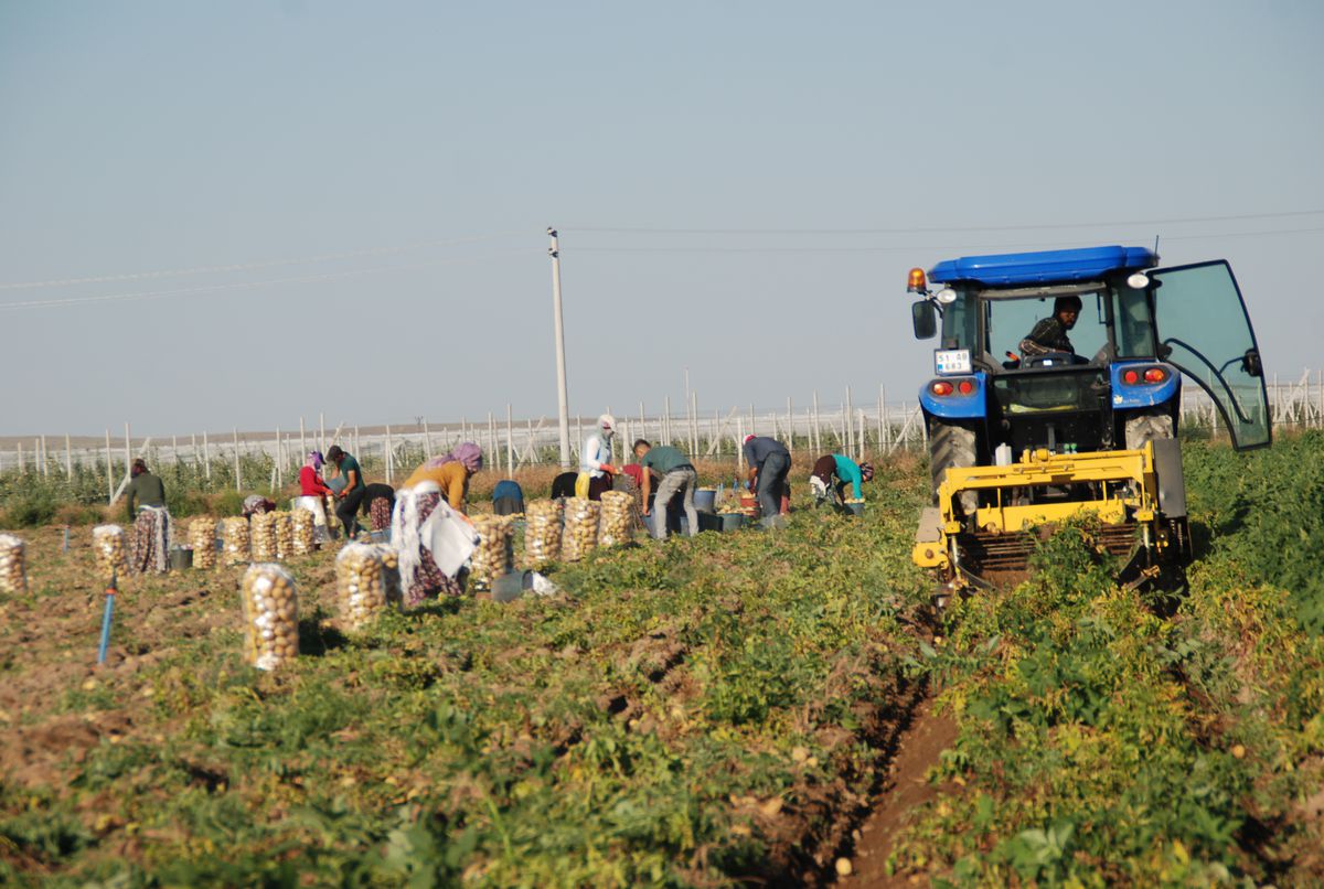 Niğde'de Patates Hasadı Başladı: Fiyatlar Üreticiyi Sevindirdi