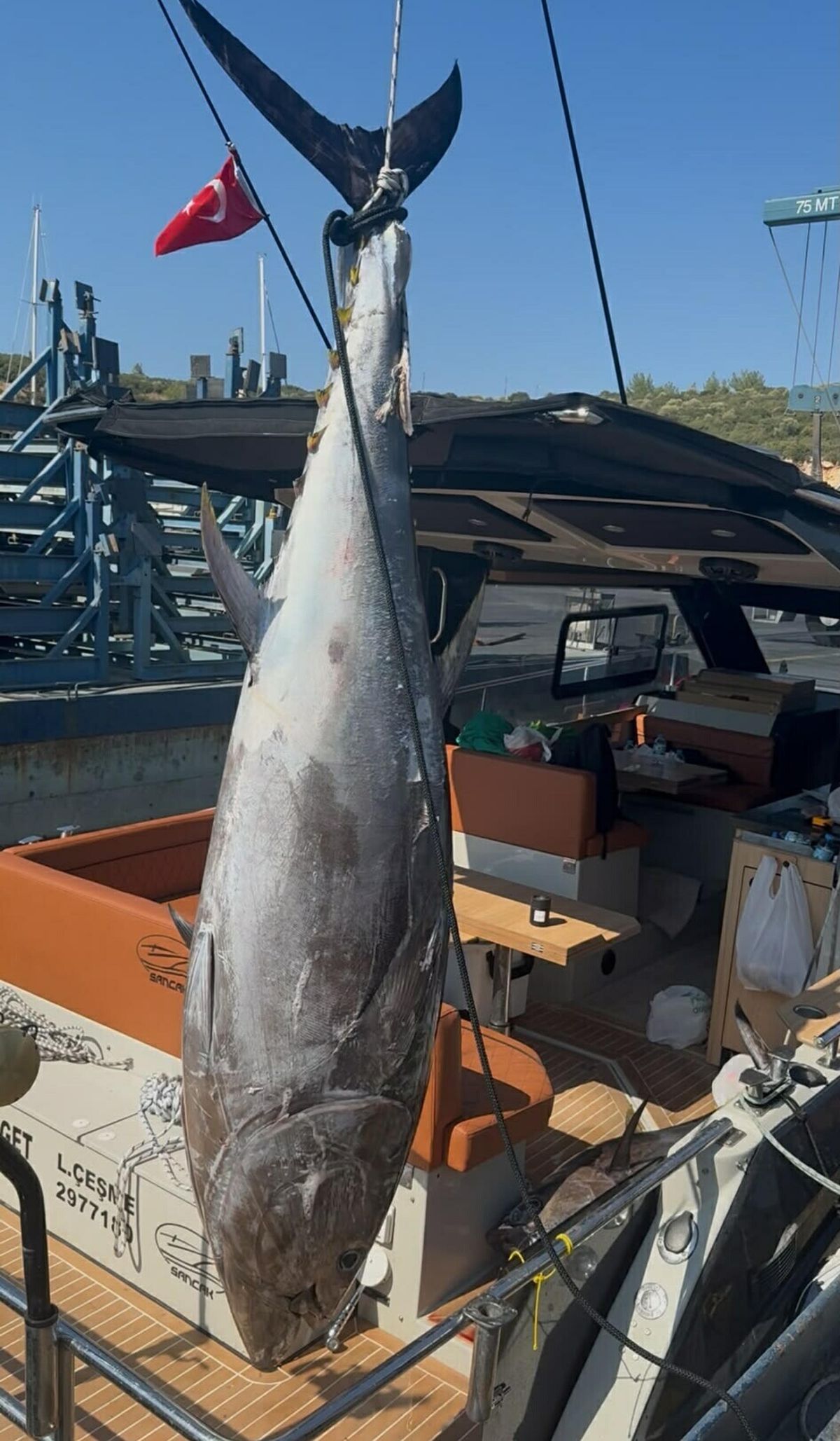 Seferihisar'da dev orkinos: 260 kiloluk balık 1 saatte yakalandı