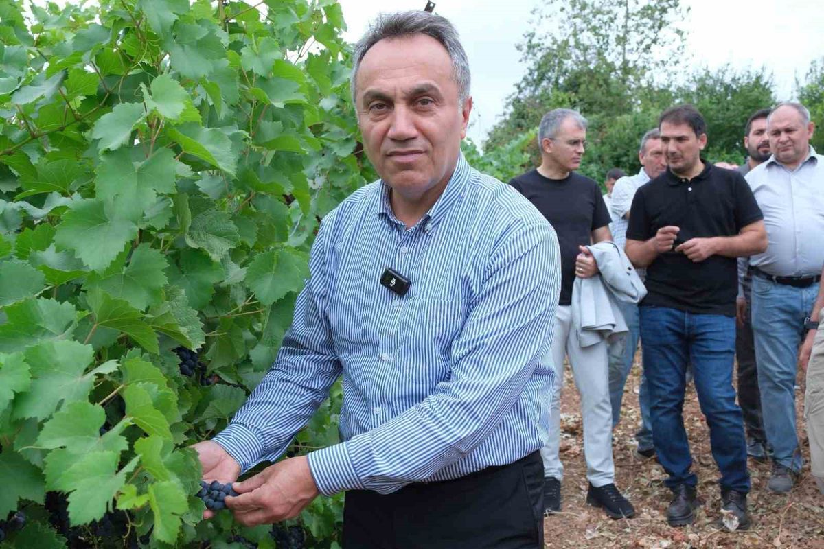 TOGÜ'de Sezonun İlk Üzüm Hasadı Gerçekleştirildi