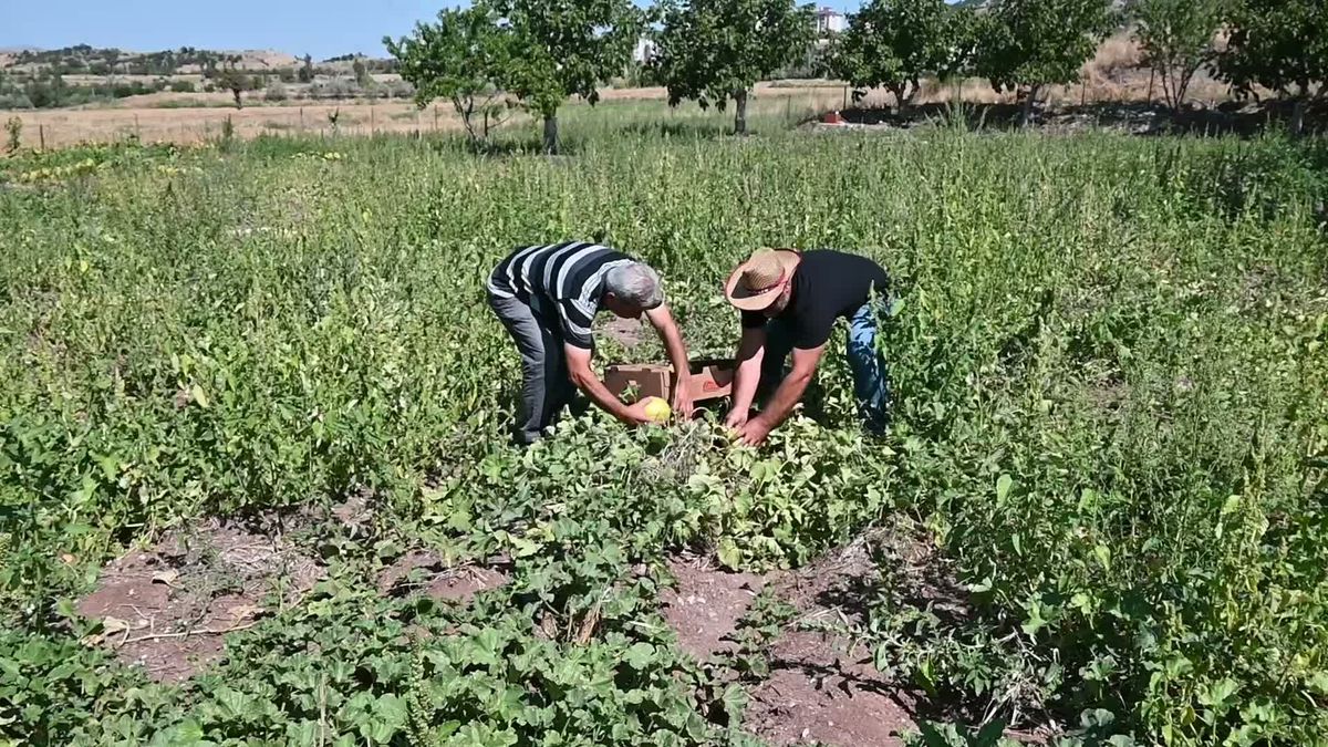Yozgat'ın meşhur 'yer muzu' Bağrıbütün kavunu tezgahlarda: Bu yıl bol, fiyatı 40 liraya düştü