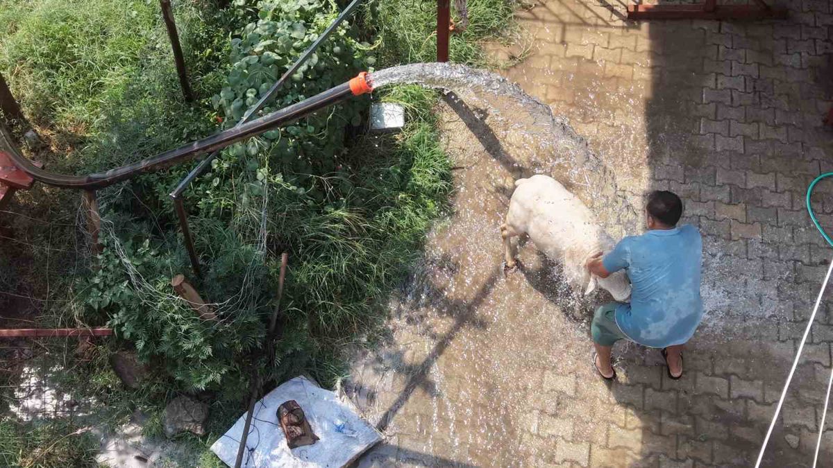 Adana'da çoban koyunlarını vantilatör ve buzla serinletiyor