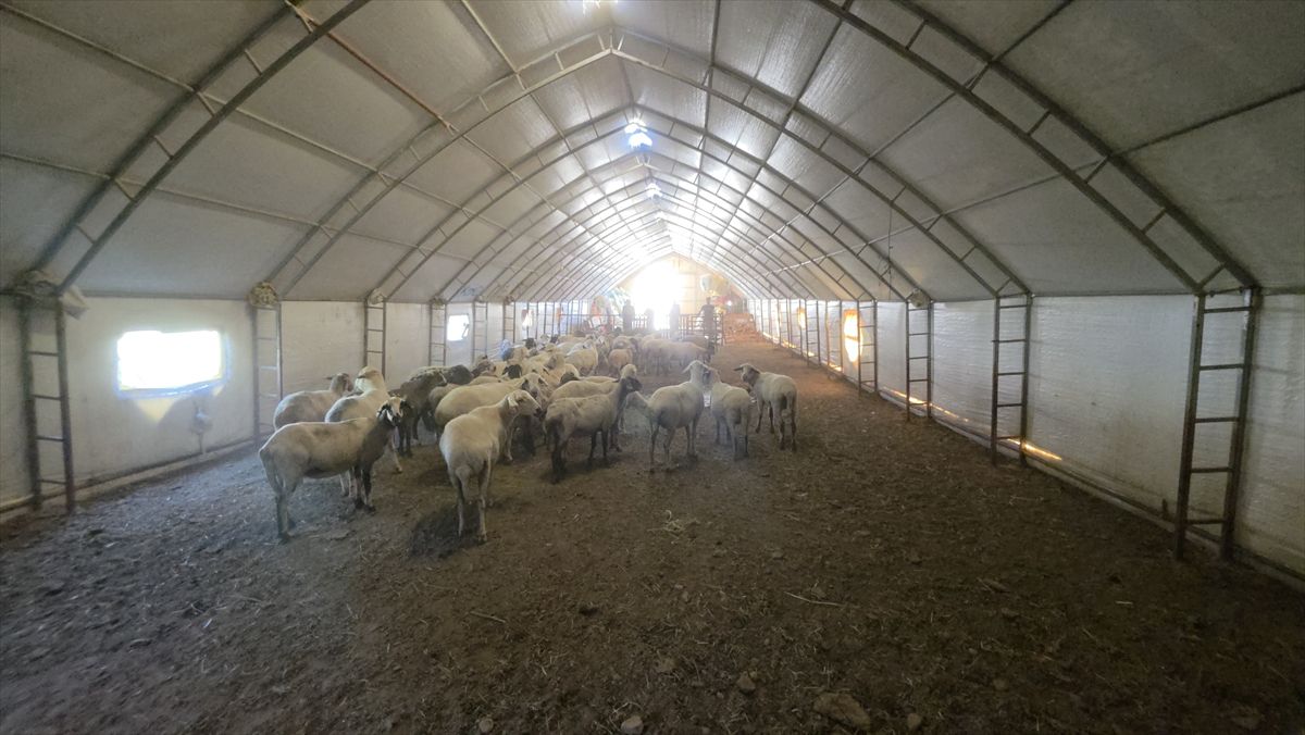Aksaray'da portatif çadır ağıllarla hayvancılıkta verim artıyor
