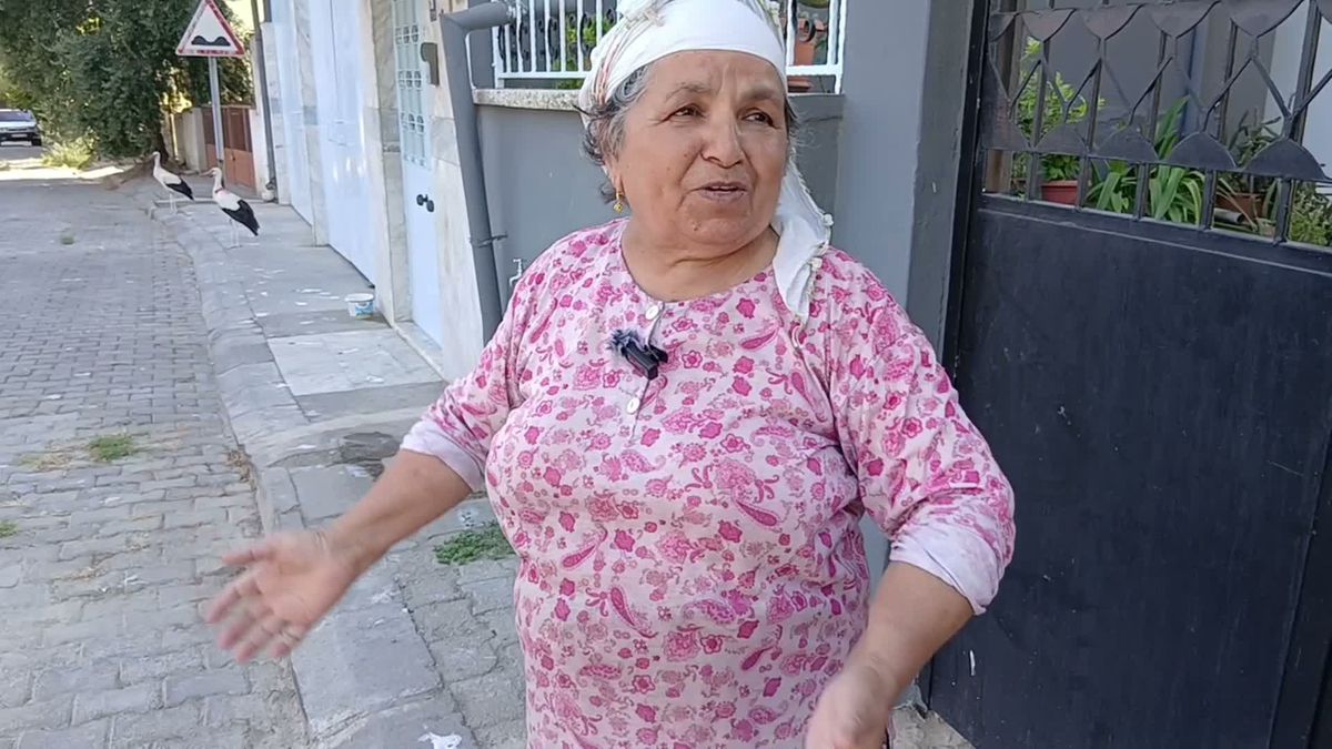 Dalgıç çifti yuvadan düşen yavru leyleklere annelik yapıyor