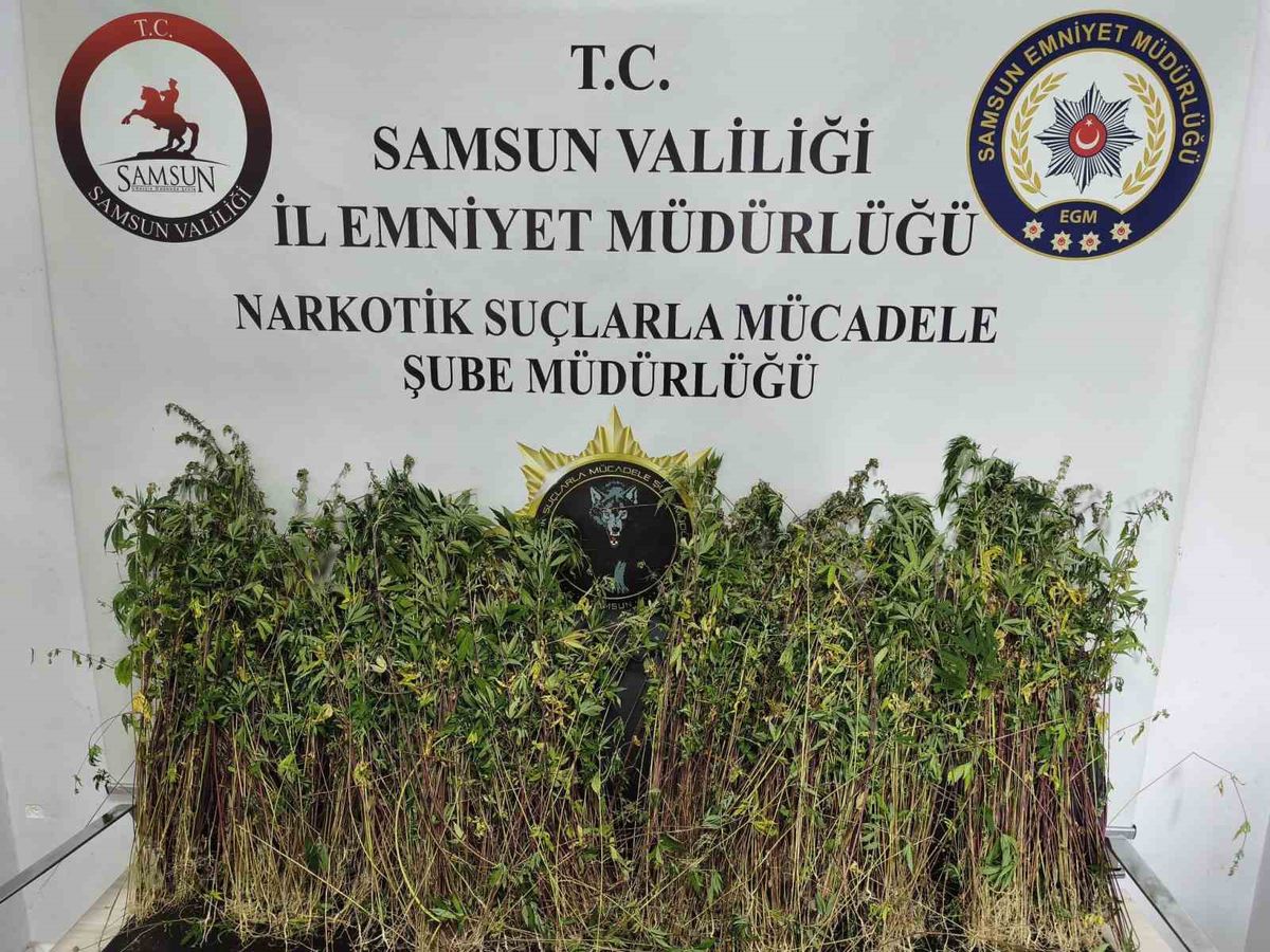 Bafra'da Uyuşturucu Operasyonu: 1655 Kök Kenevir Ele Geçirildi