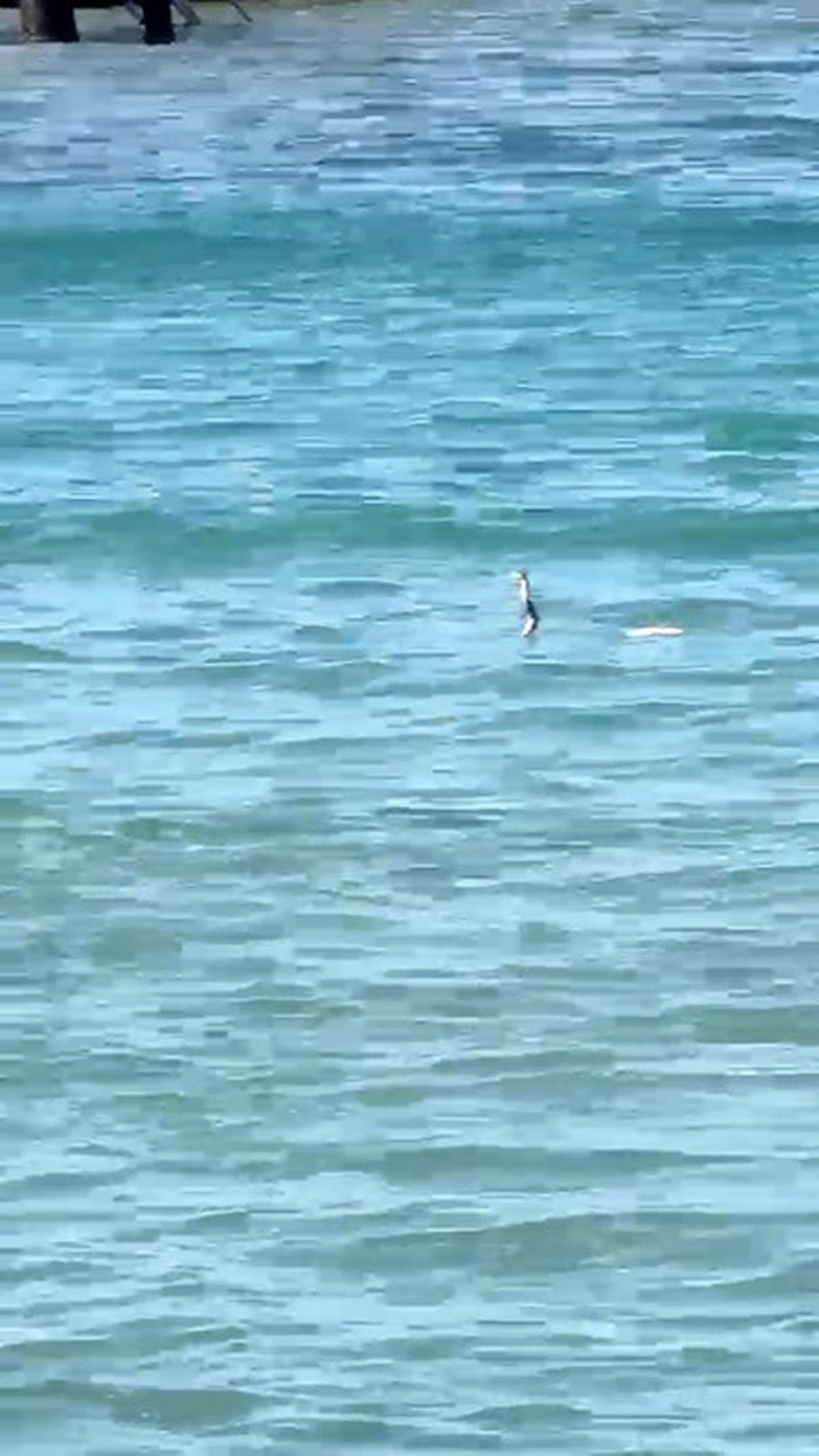 Çeşme'de Denizde Yılan Panik Yarattı