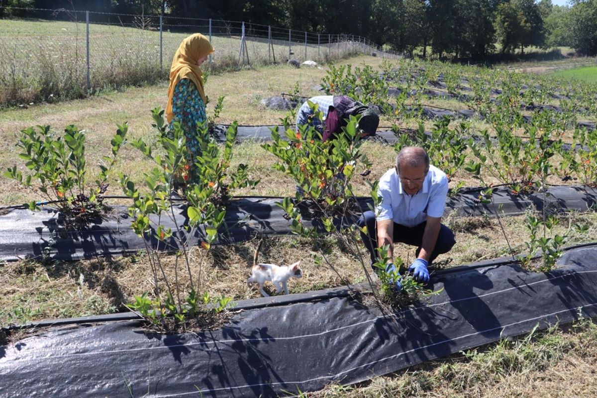 Eşinin ısrarıyla hayatı değişti! Emekli imam "süper meyve" üreticisi oldu
