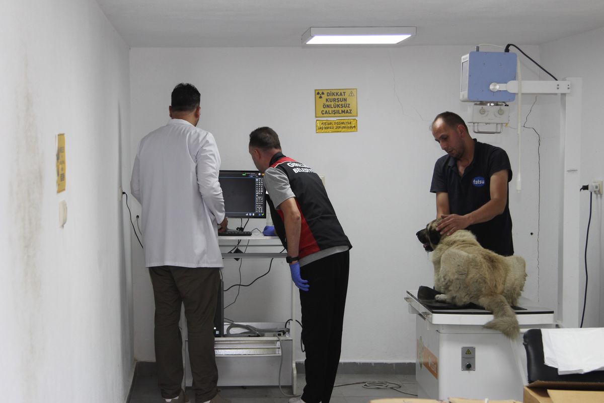 Giresun’da Sokak Köpeğini Ezen Sürücü Yakalandı