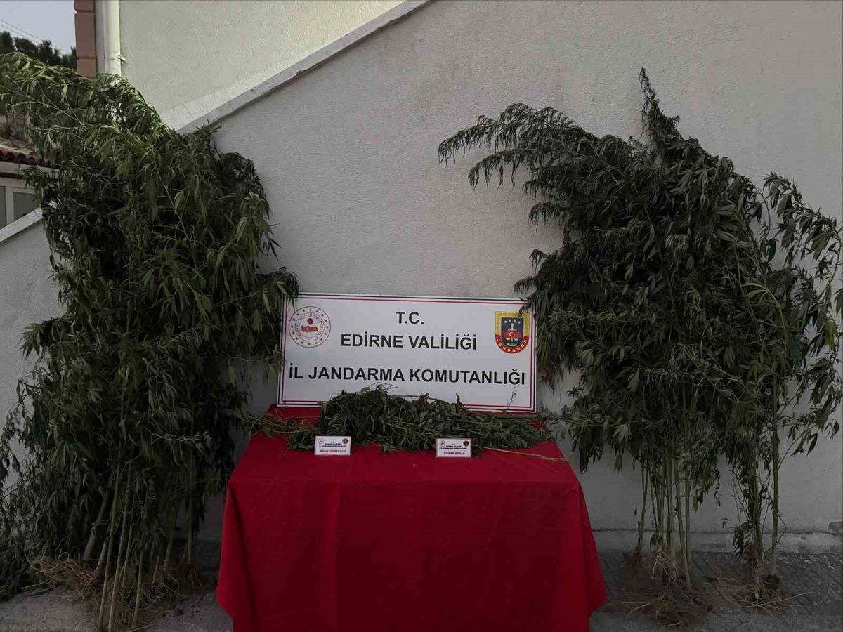 Uzunköprü'de Kamu Arazisine Kenevir Ekimi: 1 Gözaltı