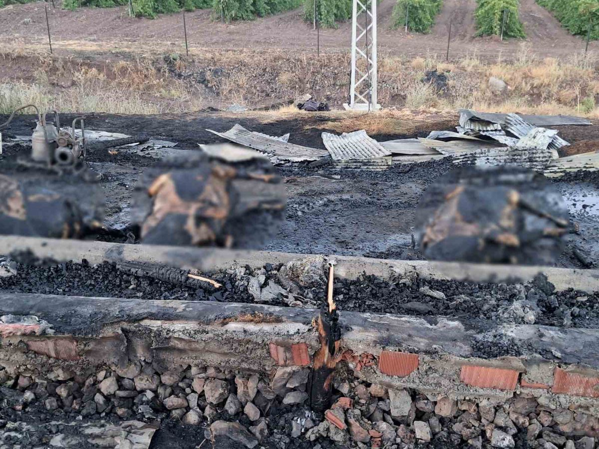 Elazığ'da gebe 3 inek ahır yangınında telef oldu