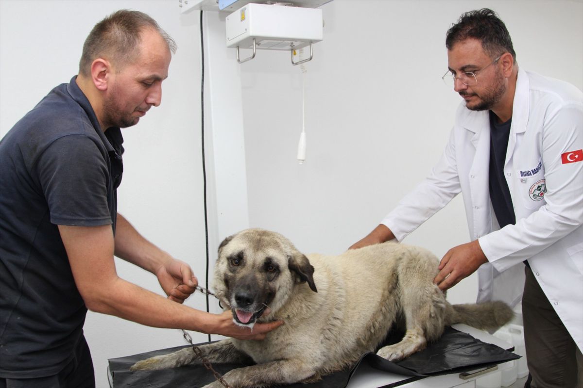 Giresun'da Köpeği Ezen Sürücü Gözaltında