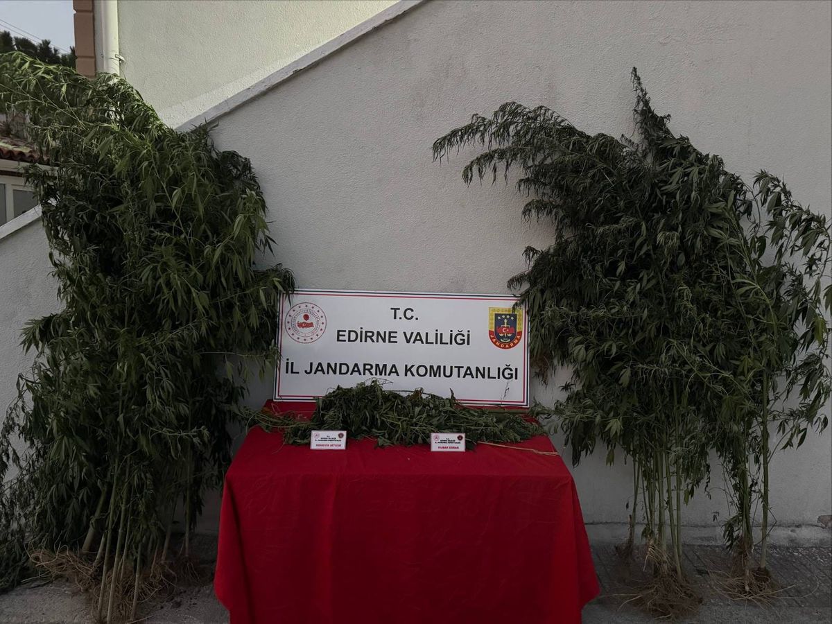 Uzunköprü'de kamu arazisinde hint keneviri yetiştiren şüpheli suçüstü yakalandı