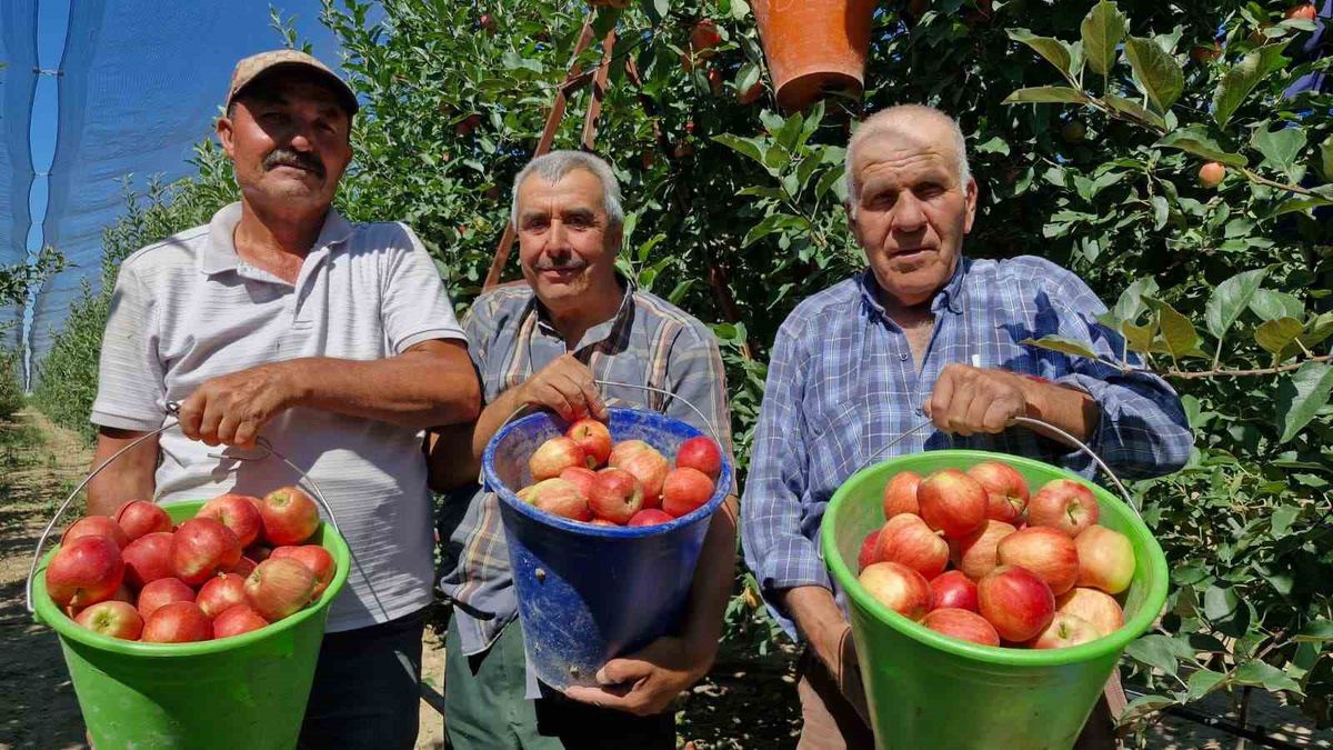 Karaman'da erkenci elma hasadı başladı, rekolte rekor bekleniyor