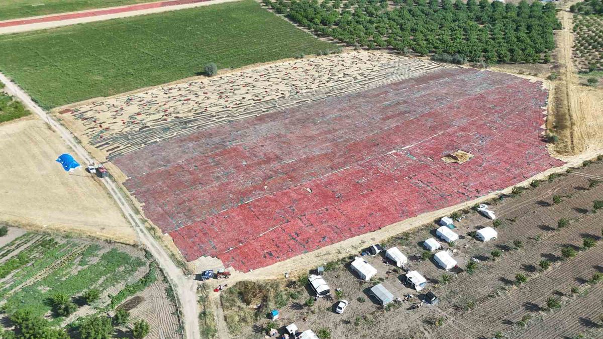 Malatya’da Kayısıya Alternatif: Kurutmalık Domates Hasadı Başladı