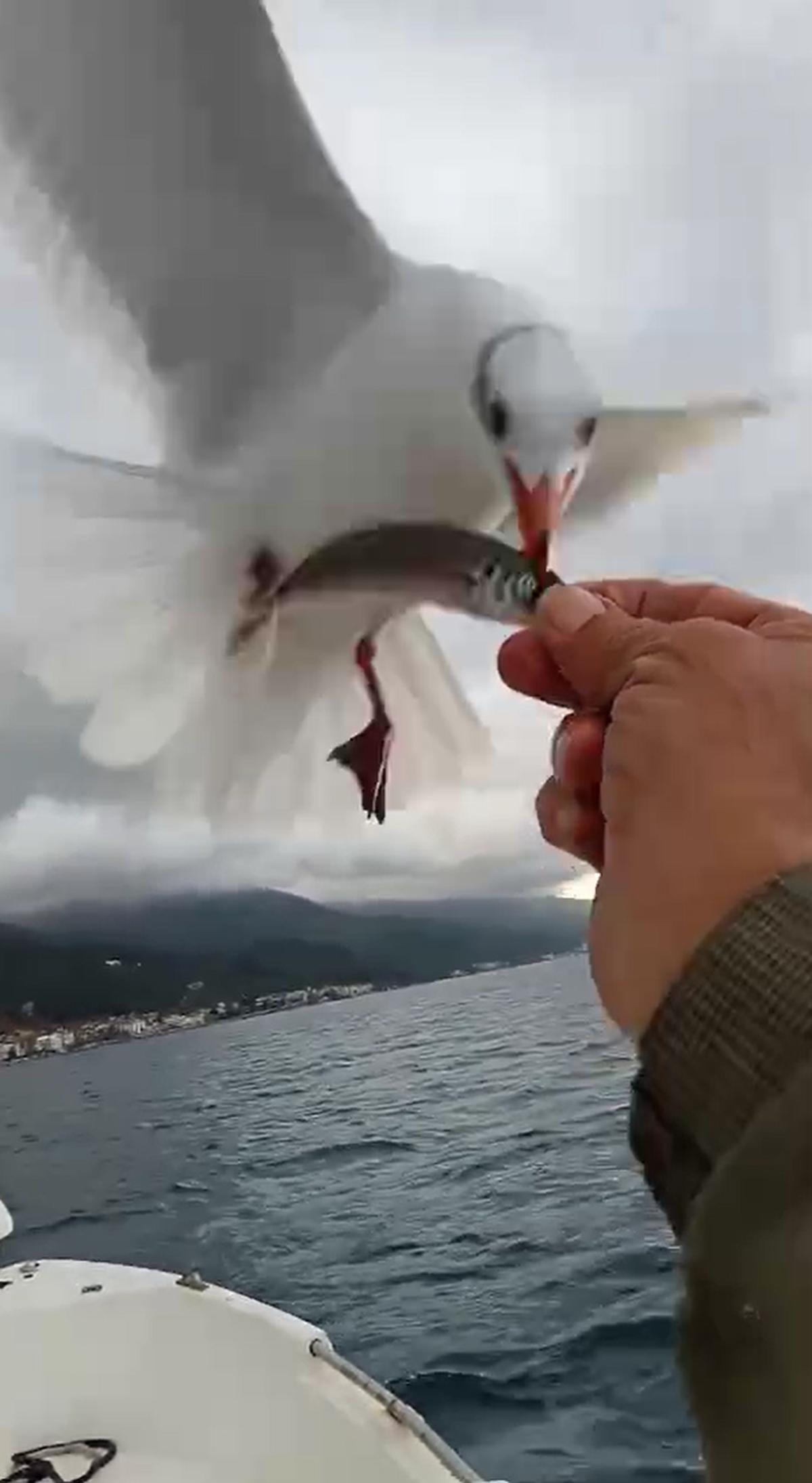 Martılarla balıkçı arasındaki dostluk kamerada