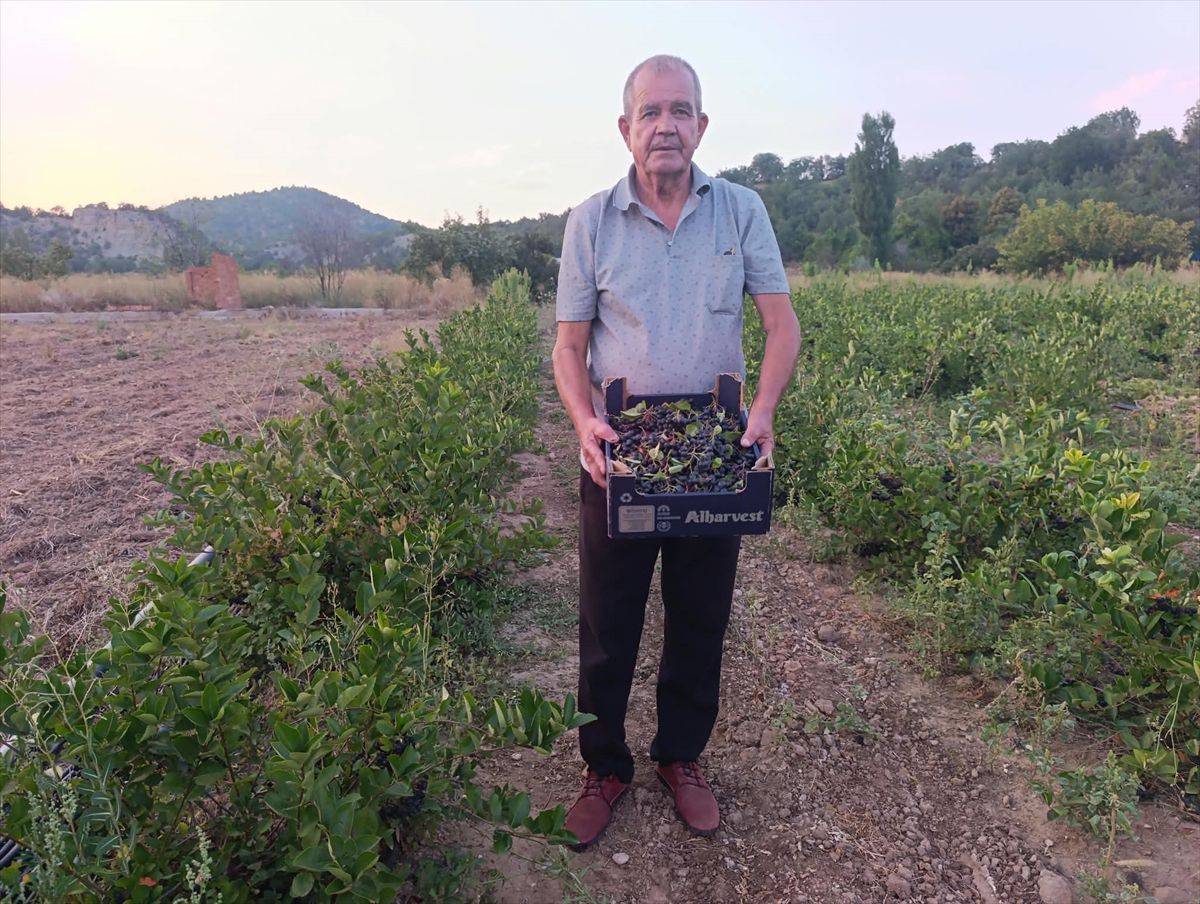 Nallıhan'da Aronya Hasadı: İlaçsız Üretimden İlk Meyveler
