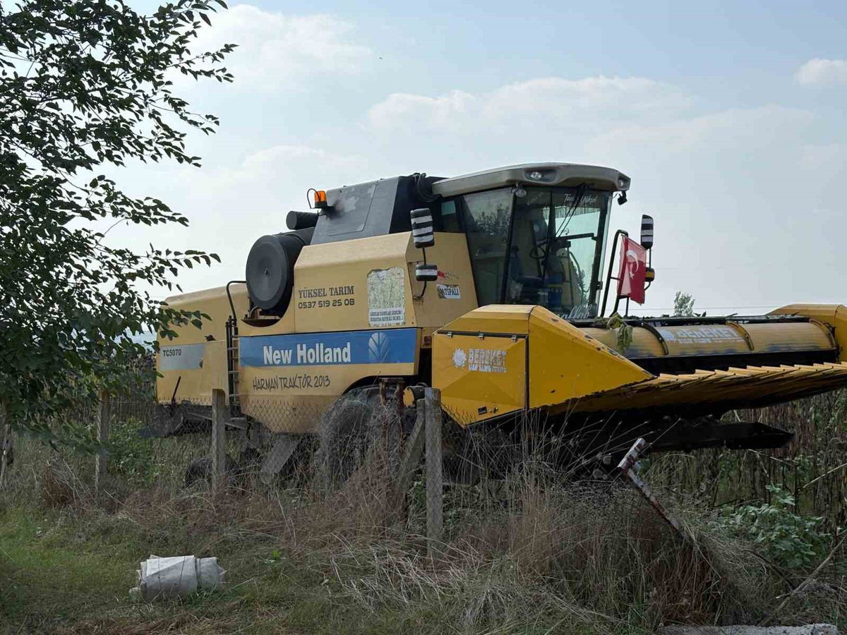 Düziçi'nde Yerli Ayçiçeği Hasadı