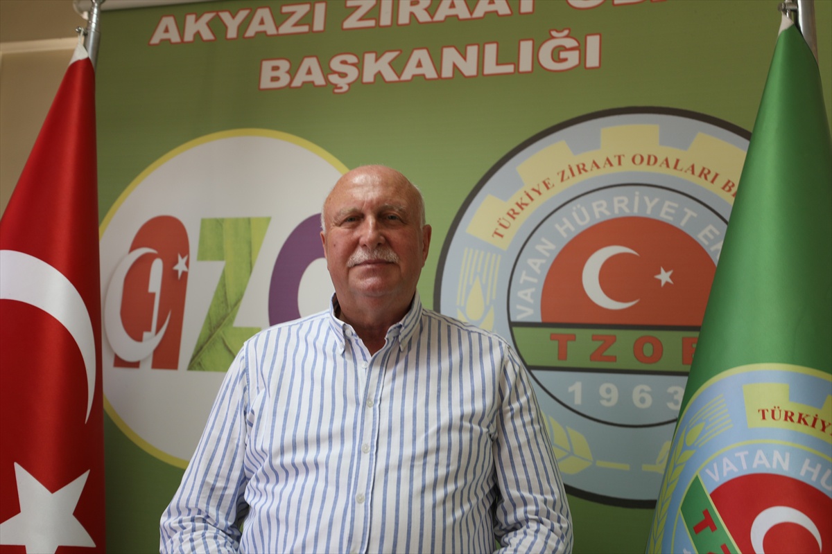 Sakarya'da fındık rekoltesi 89 bin ton bekleniyor