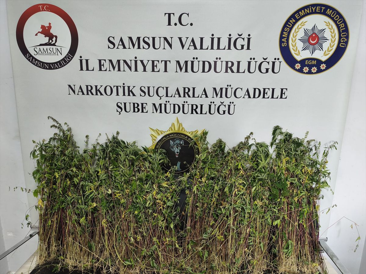 Bafra'da Uyuşturucu Operasyonu: 1655 Kök Kenevir Ele Geçirildi
