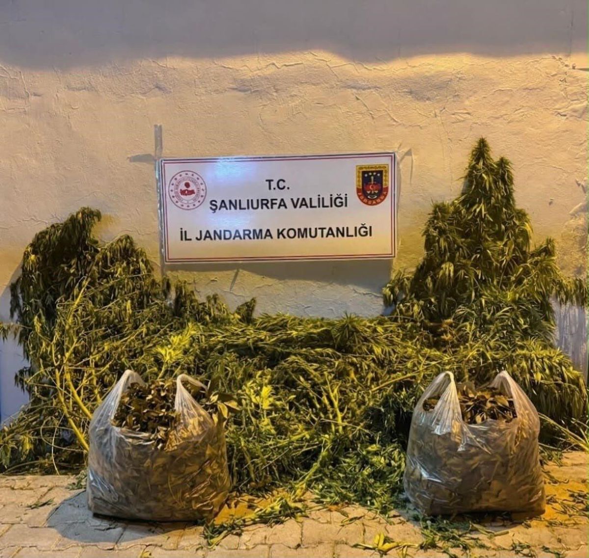Eyyübiye'de 625 Kök Kenevir ve 4 Kg Esrar Ele Geçirildi