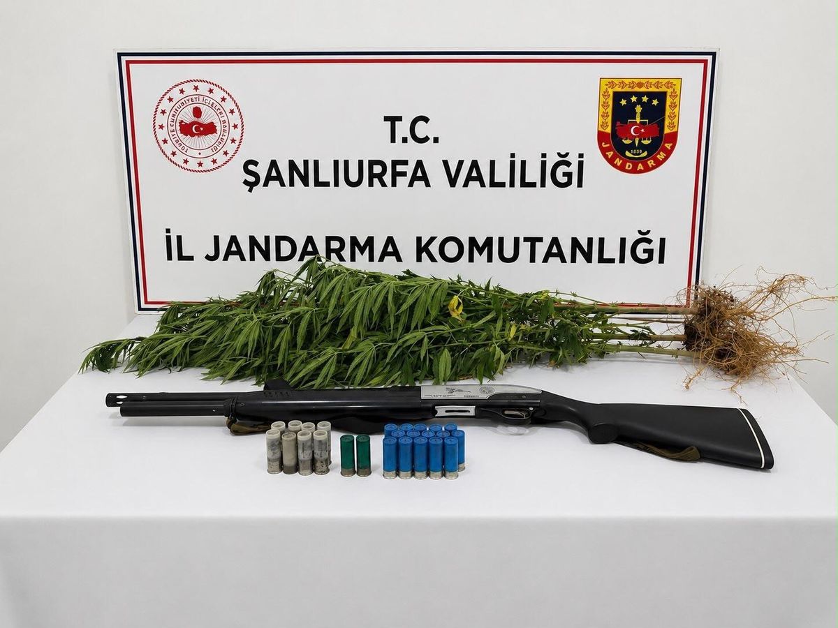 Şanlıurfa'da Kenevir Operasyonu: 1 Gözaltı