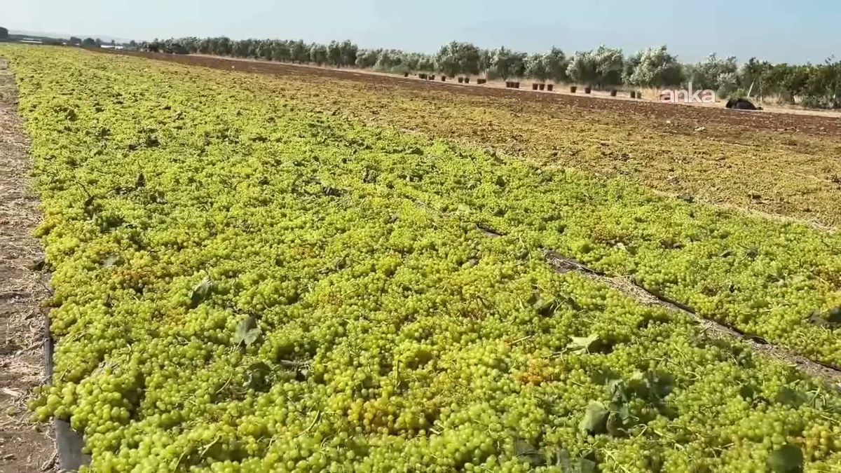 Alaşehir'de üzüm üreticisi isyan etti: 'Maliyetler yüzde 50 arttı, fiyatlar yüzde 50 düştü'