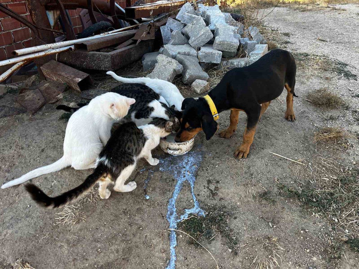 Buldan'da Köpek ve Kedilerin Dostluğu Yürekleri Isıttı