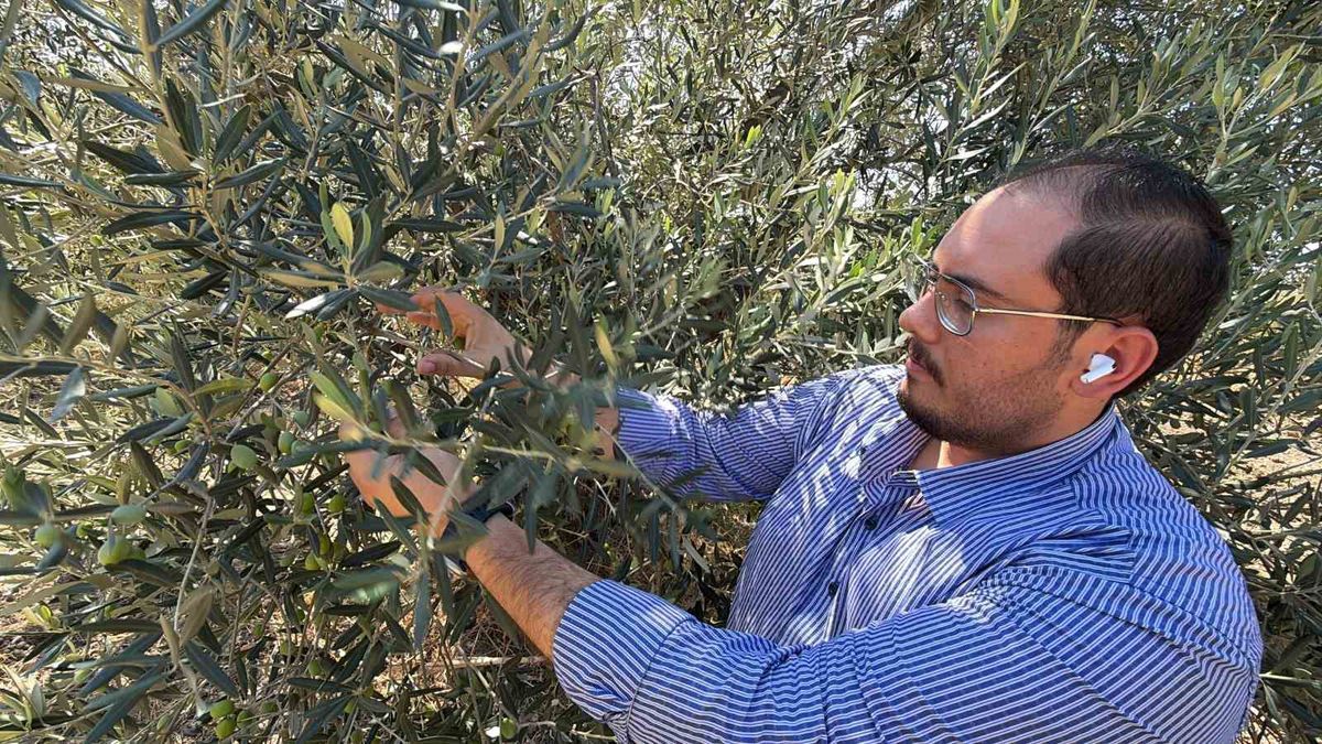 Zeytin Hasadı 15-20 Gün Erken Başlayabilir