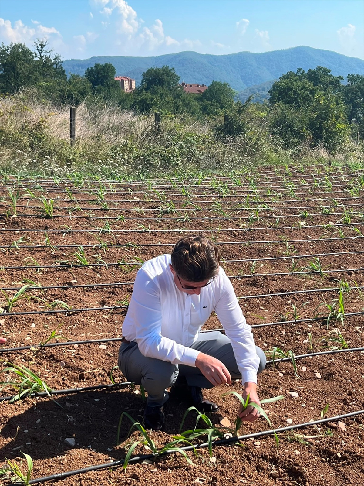 Karadeniz Ereğli'de Maralfalfa Üretimi Başladı
