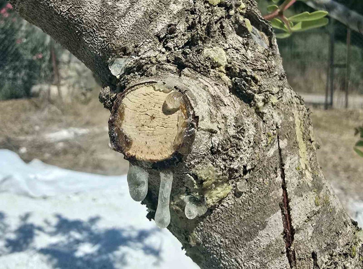 Muğla'da 11 yılın ardından sakız hasadı başladı