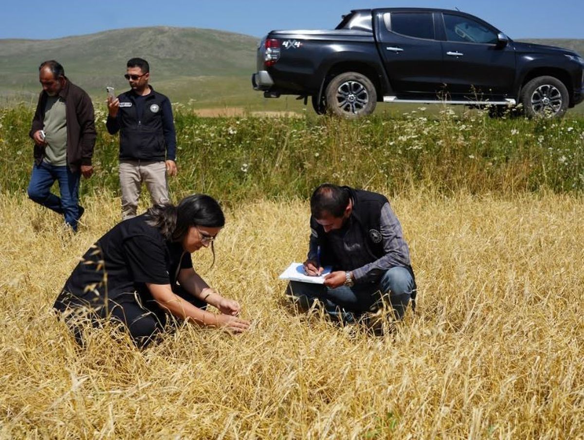 Çıldır'da Dolu ve Şiddetli Yağış Tarım Arazilerine Zarar Verdi