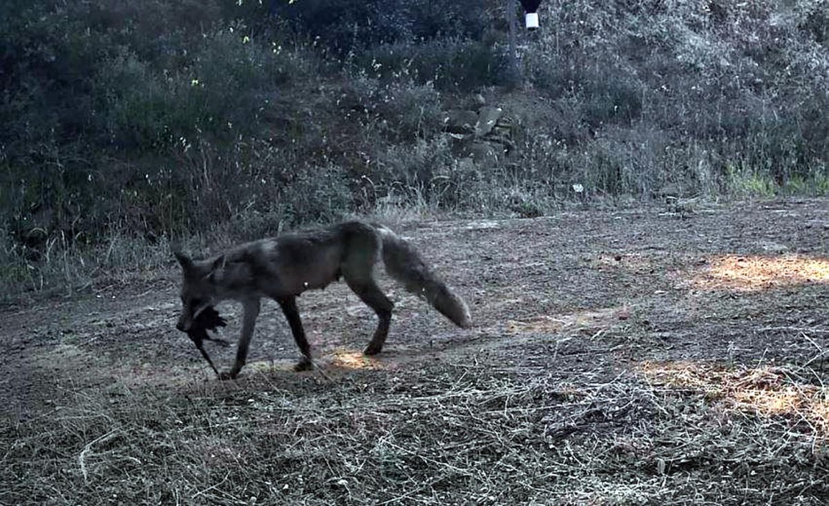 Ganos Dağı'nda Fotokapanlar Yaban Hayatını Görüntüledi