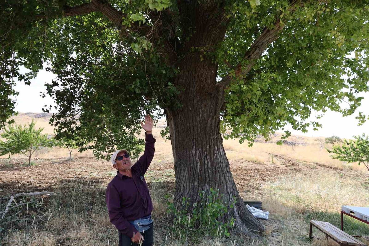 250 Yıllık Dev Kavak Ağacı Yaylanın Gölgesi Oldu