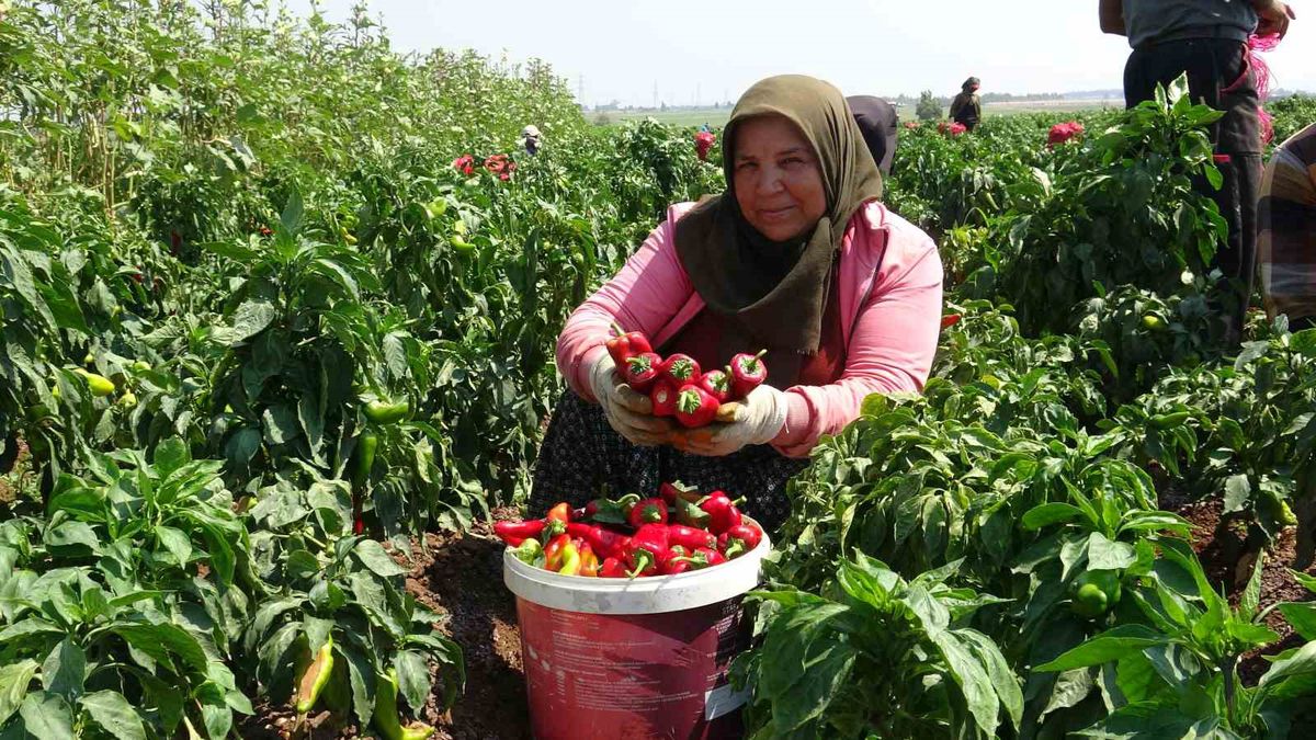 Hatay'da Kapya Biber Hasadı: 40 Derece Sıcakta 25 TL'ye Satılan Bereket