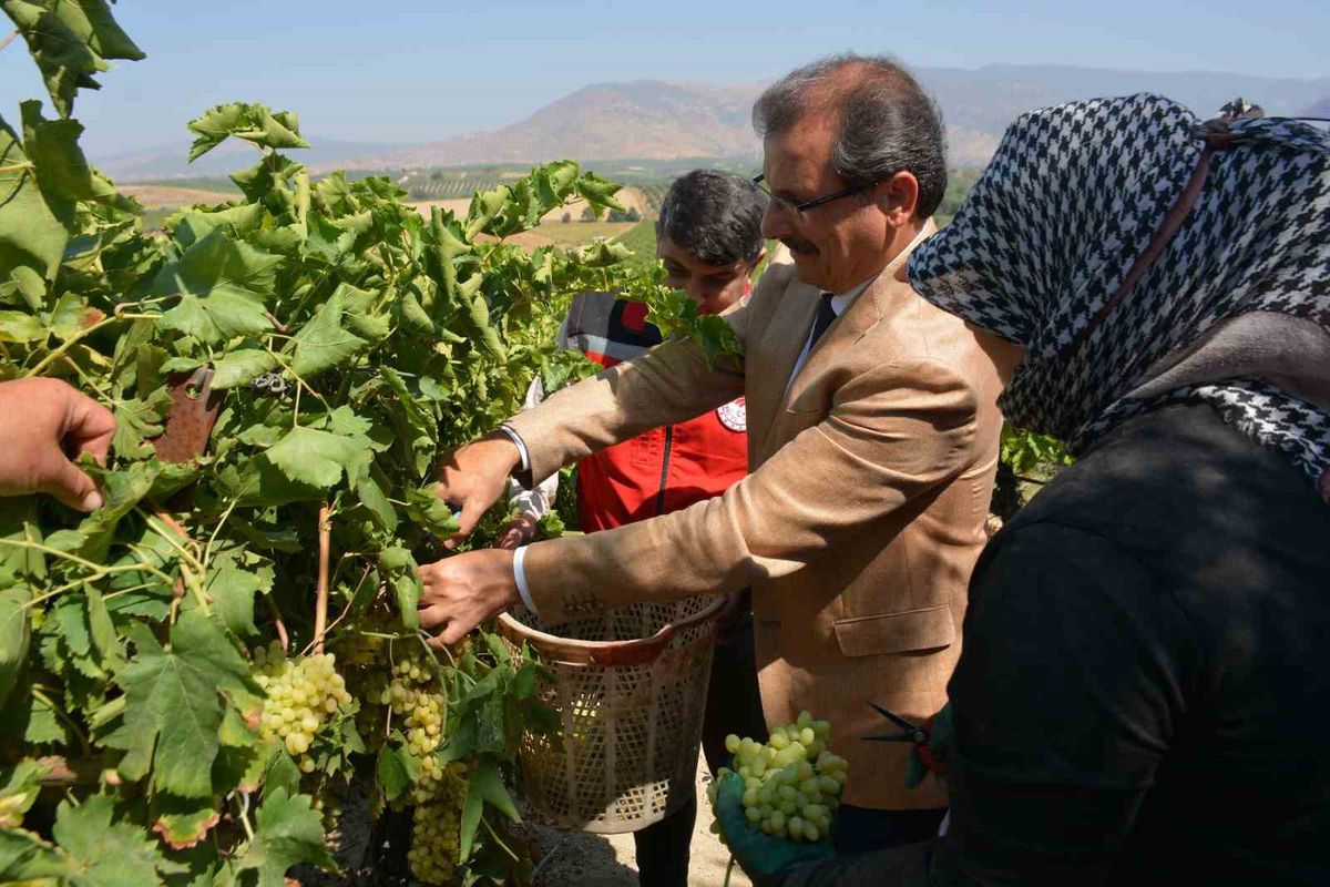 Kaymakam Güldoğan bağa girip üzüm kesti