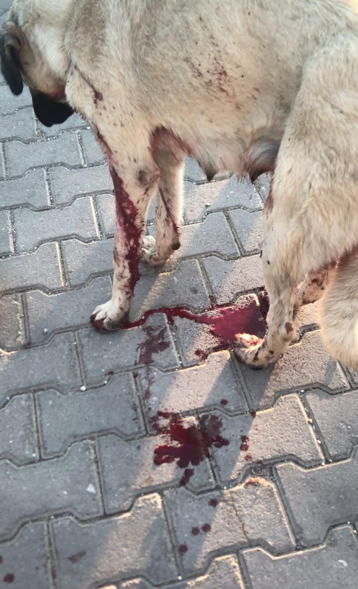 Eskişehir'de köpeği vurup yavrusunu öldüren şüpheliye ev hapsi