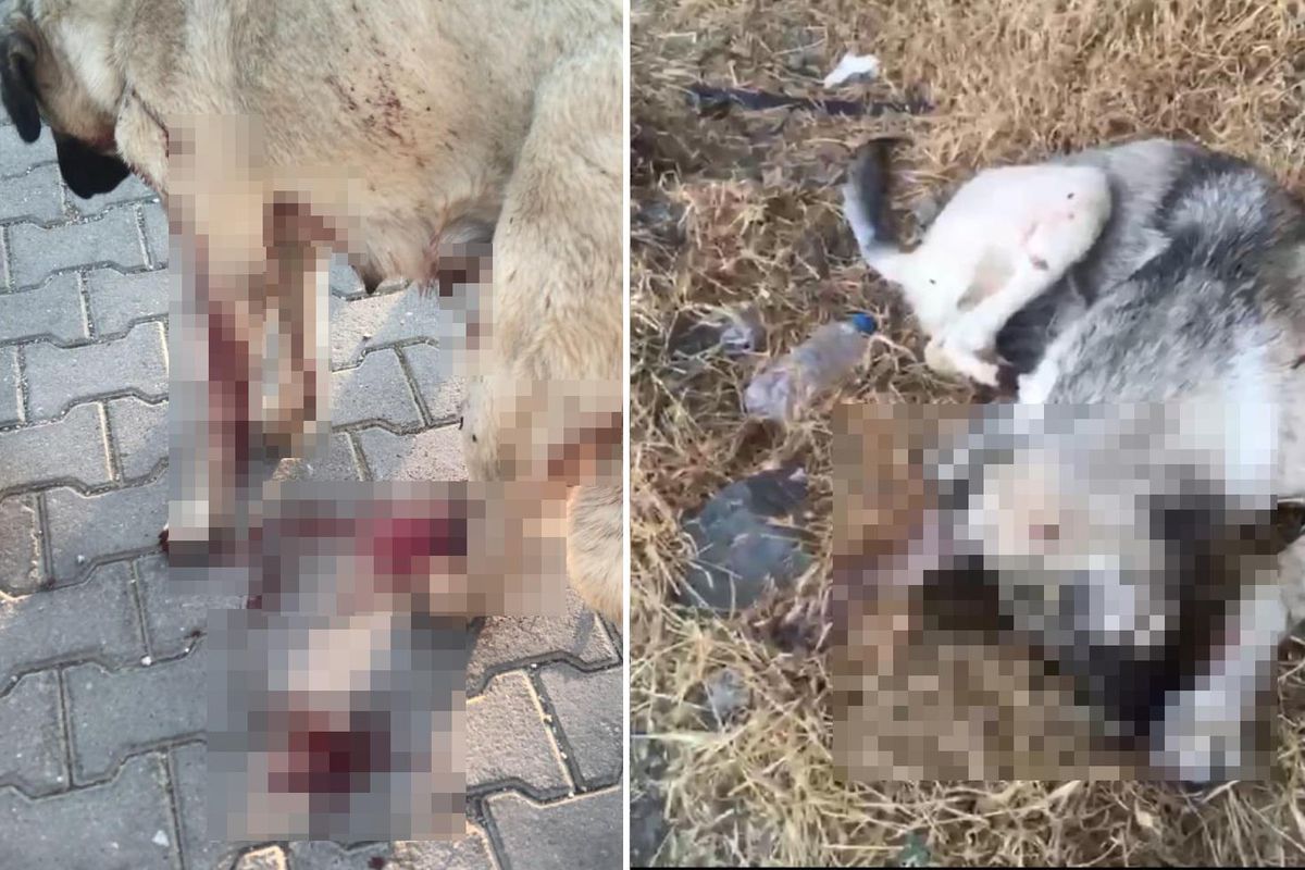 Anne köpeği vurup yavrusunu öldürdü! Vicdansız adama ev hapsi verildi