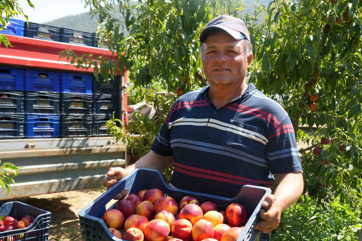 Bilecik'te şeftali ve nektarin fiyatları dibe vurdu: 5 TL