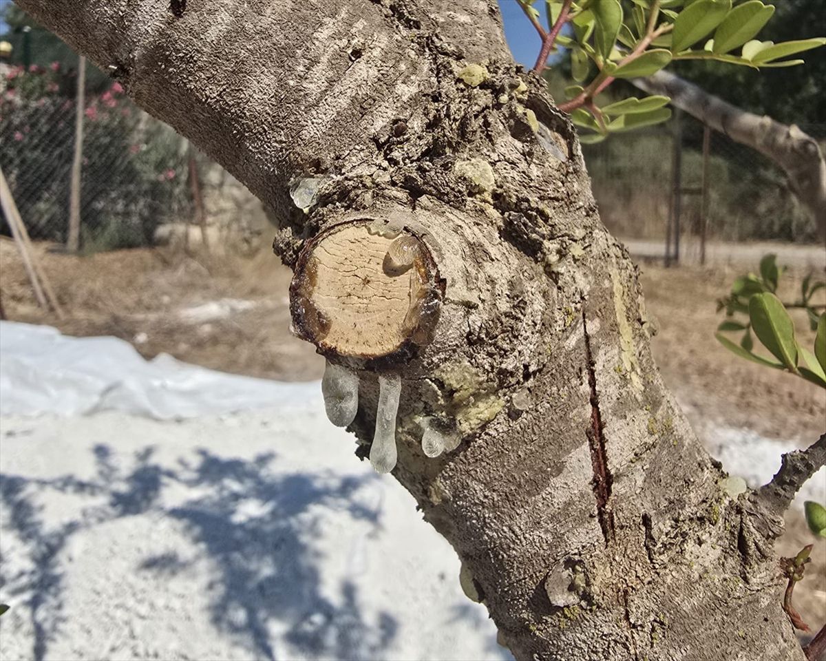 Muğla'da 11 Yıllık Sakız Hasadı Başladı