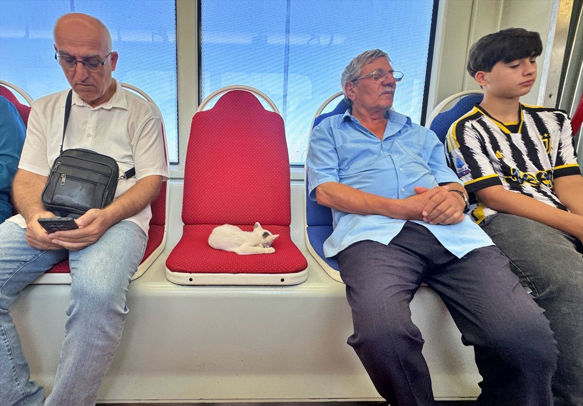 Samsun'da Tramvayda Uyuyan Kedi Yolcuları Isıttı