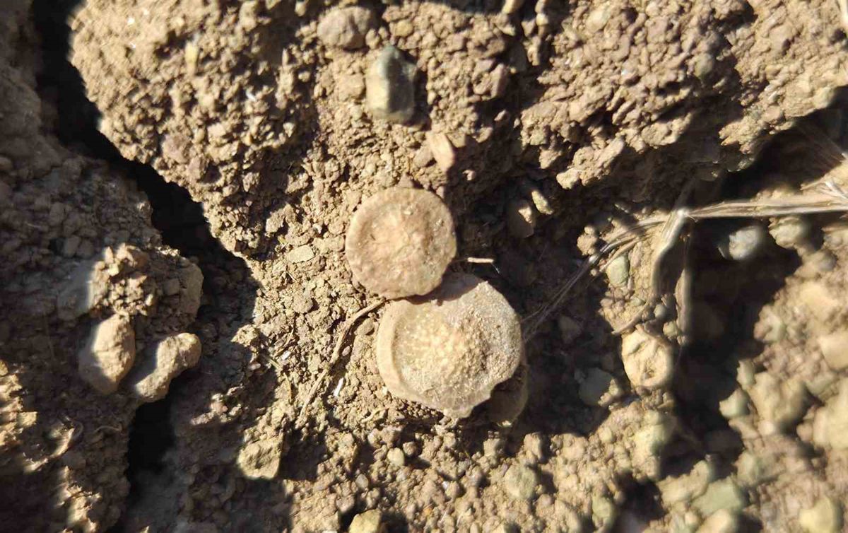 Yozgat'ta Fosil Cenneti: Çobanın Keşfi