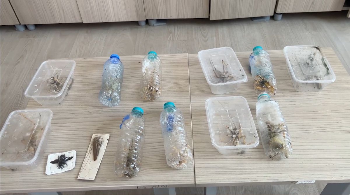 Nemrut Dağı'nda Biyokaçakçılık Operasyonu: 16 Canlı Çekirge Ele Geçirildi