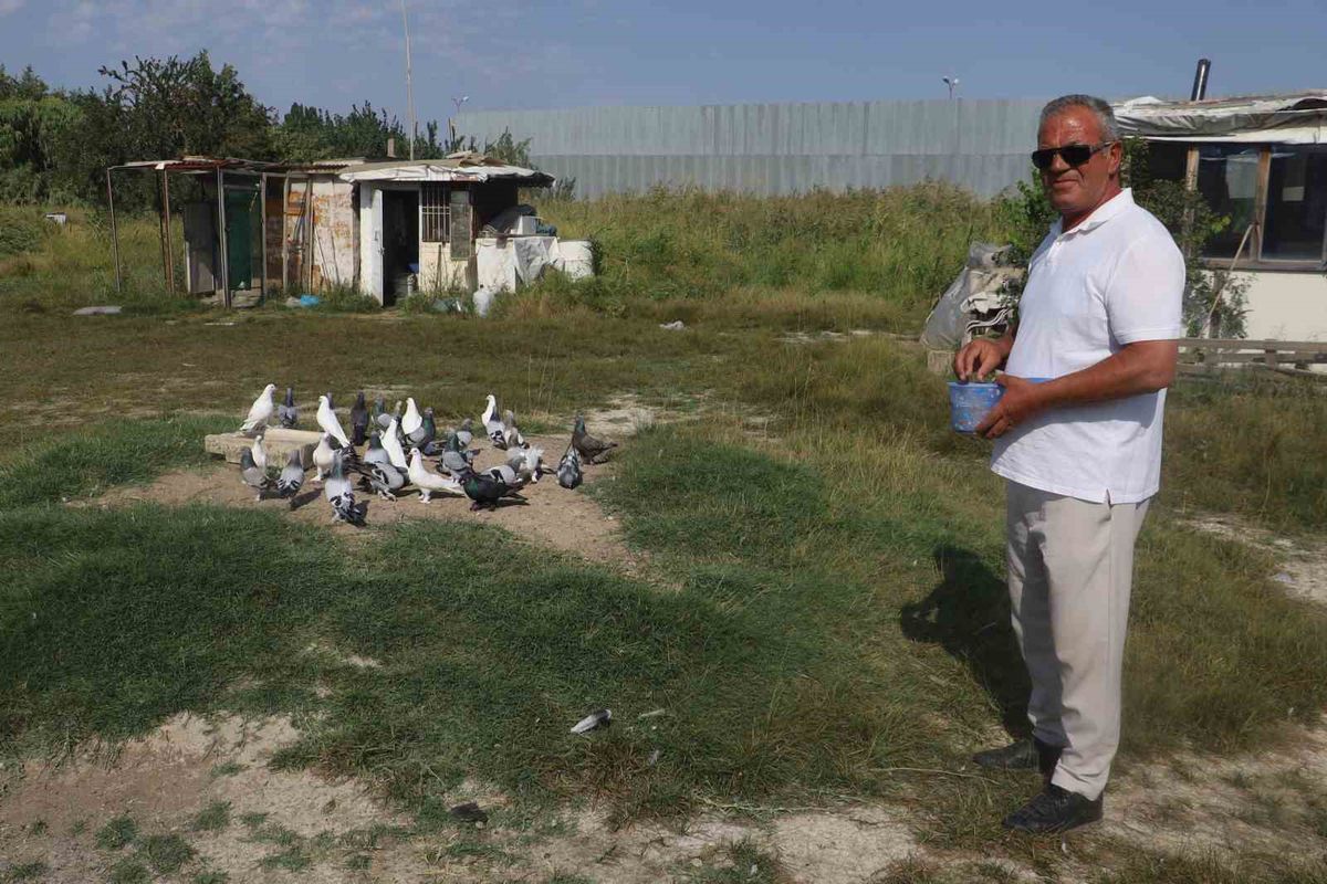 Sivas'ta sıcaklar taklacı güvercinleri vurdu: Erken tüy dökümü ve hastalık