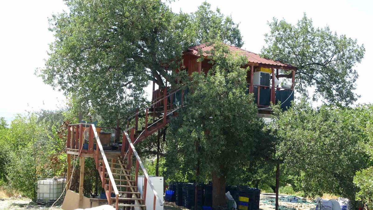 Malatya'da 150 yıllık meşe ağacına 36 metrekarelik ev