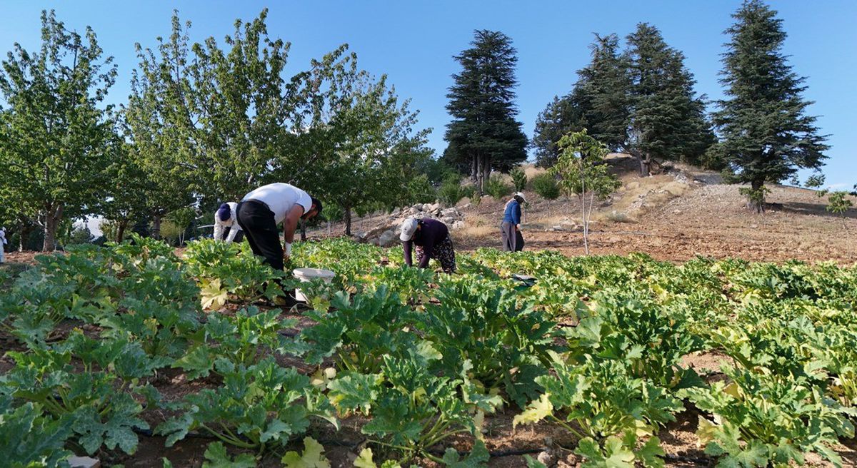 Depremzede İşçi Kabak Üretimine Yöneldi